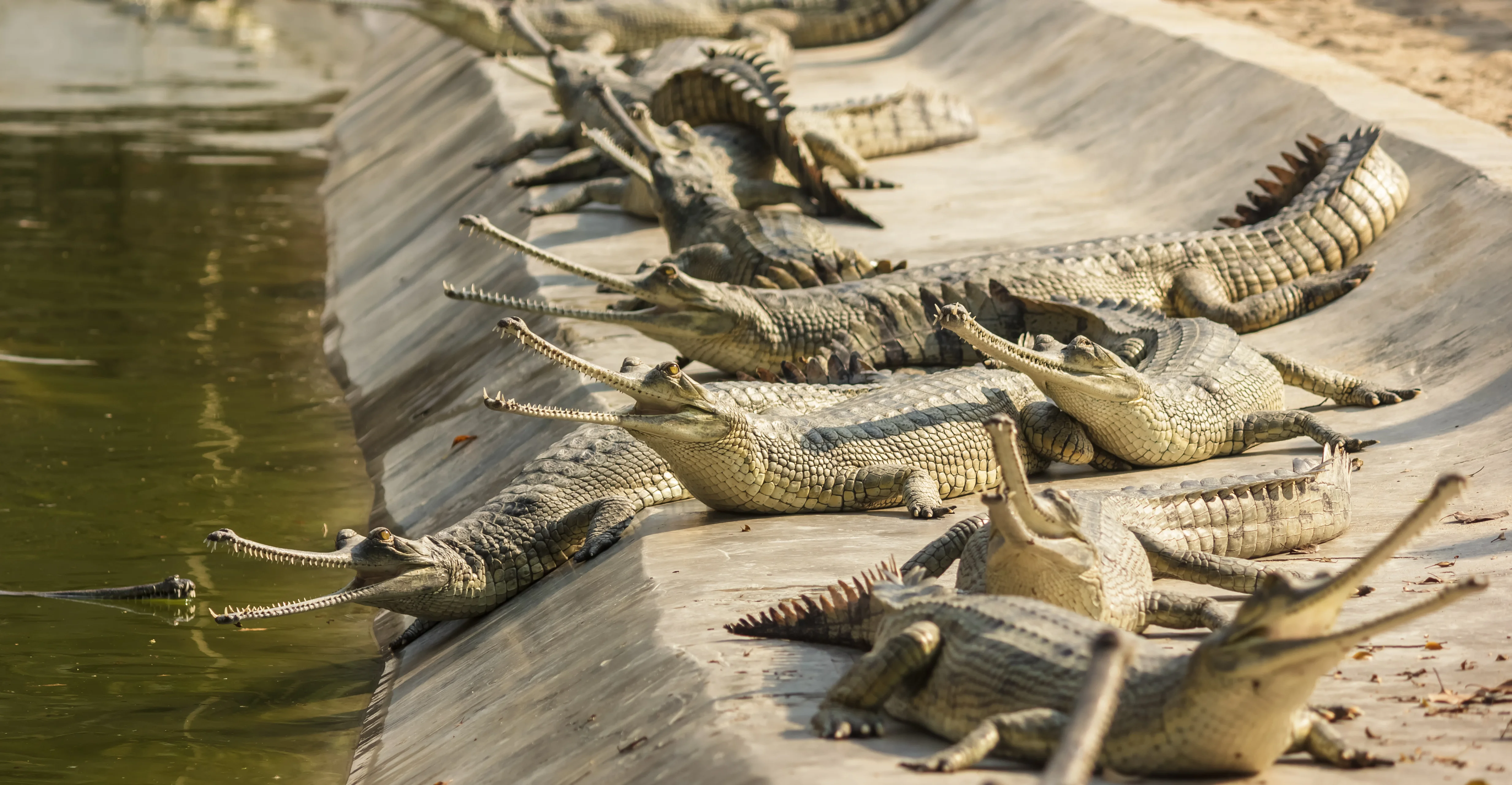 Baby Gharials at Riverbank